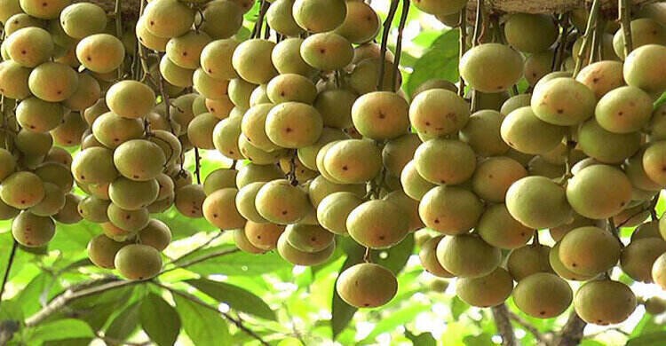 অমৃত সাগরের পর এবার জি আই স্বীকৃতি পেল নরসিংদীর বিখ্যাত লটকন